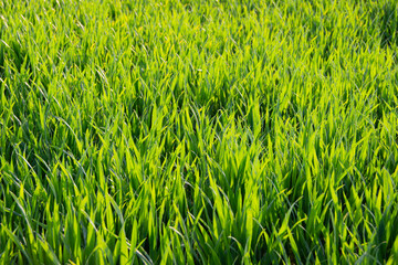Close-up of lush green lawn grass in bright sunlight, perfect as a natural background, wallpaper, or screen saver representing freshness and nature.