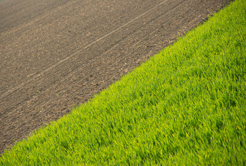 Half a field sown with green cereal shoots, while the other half is freshly plowed and prepared for...