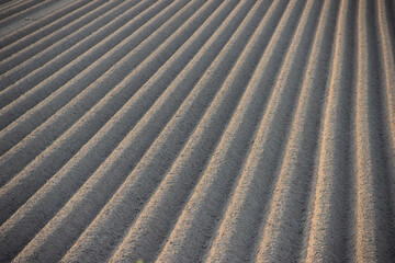 Aerial view of a modern European agricultural field planted with potatoes in high ridges, showing...