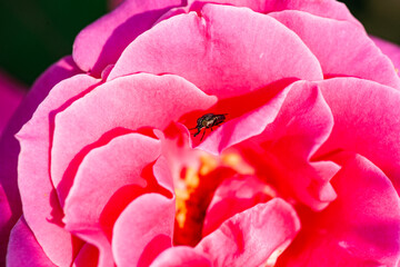 Red and purple roses. Macro close-up.