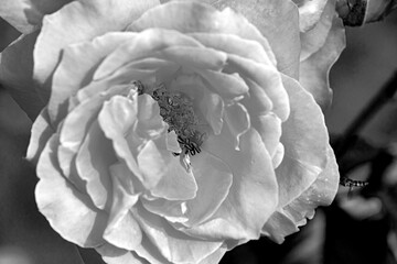 Black and white macro close-up of roses