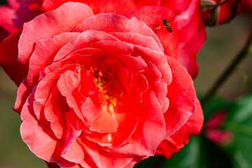 Red and purple roses. Macro close-up.