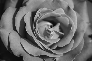 Black and white macro close-up of roses