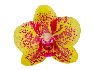 Orchid flower without background	