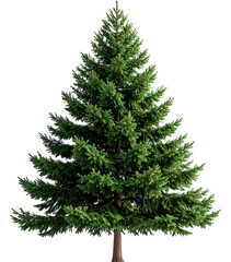 Big pine tree isolated