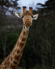 Girafe du Kordofan, Girafe d'Afrique de l'Ouest, Girafe du Soudan