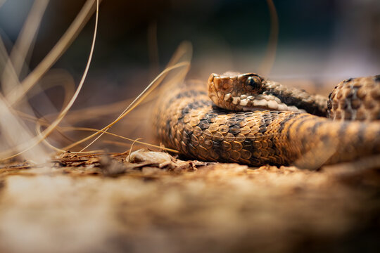 Vip&egrave;re aspic (vipera aspis francisciredi)