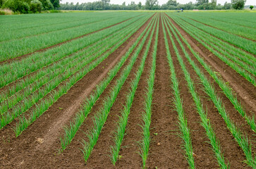 Rows of onions growing in a field near Puttershoek, The Netherlands