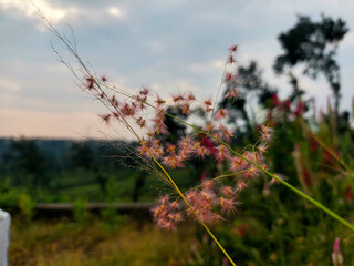 Melinis repens (Giraffe Grass) with soft pink fur and a natural blurred background