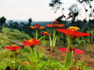 Red Zinnia elegans flower on a blurred natural background, showing detailed petals and bright colors
