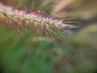 Close-up of Pennisetum setaceum (Fountain Grass) on a blurred natural background, showing the soft pink hairs in a tranquil outdoor setting