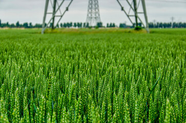 Close-up of wheat growing in a field with an electricity pylon near Strijen, The Netherlands