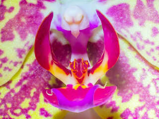 Orchidea, storczyk.	