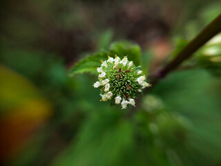 Small Green Flower Macro with White Pistil Detail