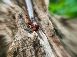 Millipedes Crawling on Wood