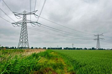 Footpath between a wheatfield and a reed-lined ditch, under power lines, near Strijen, The Netherlands