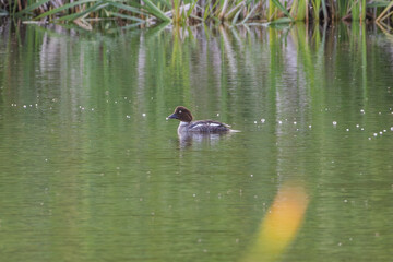 Common goldeneye