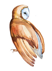 Beautiful hand painted owl portrait isolated on a white background. Forest animal concept. Wild bird illustration. Wise owl artwork for poster, print,card.