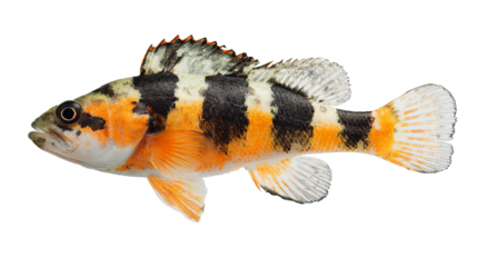 a fish with a black and orange stripe on it's body