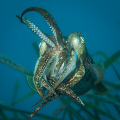 Unterwasserfoto Sepia
