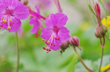 Obraz premium Pink flowers