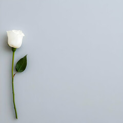 Single White Rose on Light Gray Background: Minimalist Floral Photography, Elegant Botanical Image, Simple Nature Design
