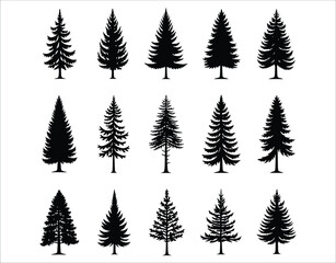 Fototapeta premium Douglas Fir Tree Silhouette Vector