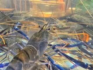 Giant river prawn in glass tank. Macrobrachium rosenbergii is a type of freshwater shrimp. Crayfish shell is blue-green and the claws are long. popularly used in grilled shrimp or Tom Yum menus.
