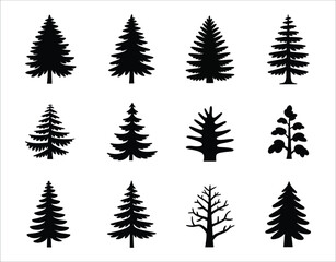 Obraz premium Isolated Douglas Fir Tree Vectors
