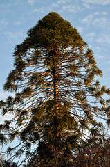 Araucaria tree, typical shape of its branches