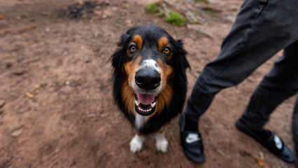 The rugged beauty of Colorado's highlands is matched by the spirit of this determined canine.