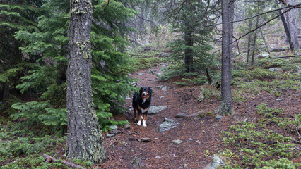 This adventurous dog surveys the foggy mountain terrain, ready for more wilderness exploration