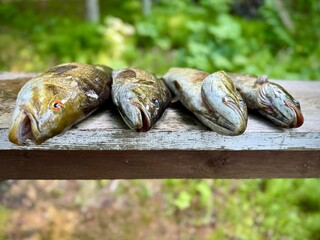 fresh fish on a board, Minnesota lake fish