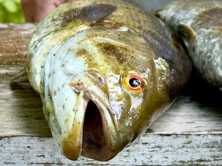 small mouth bass just caught laying on wood cuttingg board,