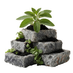 Small stone structure with plant growing, natural decor, symbolizing resilience and growth, suitable for eco-friendly designs. Isolated on white background or PNG