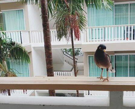 The myna bird sings on the hotel balcony under the sound of rain