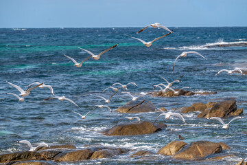 seagulls on the sea