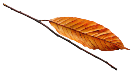 a single leaf on a twig on a white background