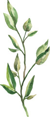 Hand Painted Watercolor Green Leaves Branch Vector Illustration Botanical Element on White Background