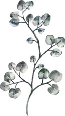 Hand Painted Watercolor Eucalyptus Leaves Vector Illustration Botanical Element on White Background