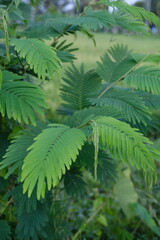 Small Green Fern-Like Leaves in Tropical Setting