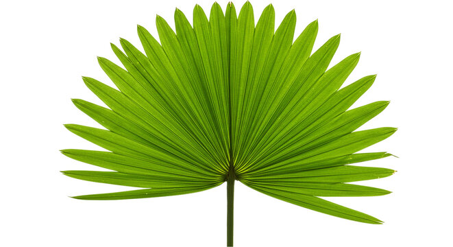 A radiant green palm leaf extending outwards symbolising vibrant life and tropical growth on a on transparent background