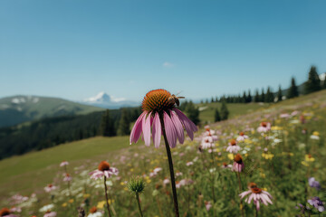 Majestic coneflower in a blooming meadow with a bee and mountain scenery on a sunny day