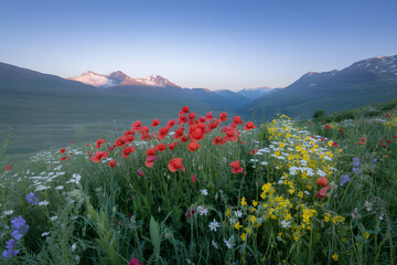 Scenic mountain landscape with wildflowers and majestic snow capped peaks at golden hour.