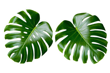 Two tropical leaves monstera isolated on white background. monstera leaf a. Object with clipping path © sichon