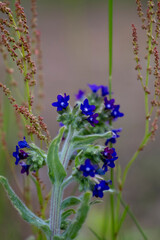 Common bugloss or Alkanet (Anchusa officinalis) in the meadow.