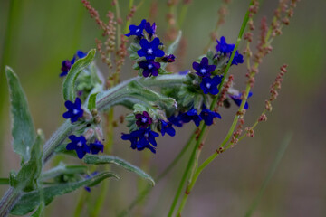 Common bugloss or Alkanet (Anchusa officinalis) in the meadow.