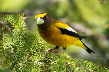 A vibrant male yellow Evening Grosbeak perches gracefully on the spruce tree with green needles in spring backyard garden, displaying its bold plumage and strong beak.