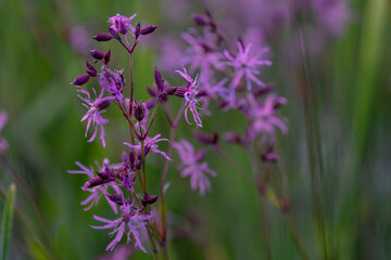 Ragged robin. Pink flower on green background. lychnis flos cuculi