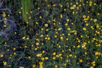 Buttercup Background. A yellow flower background of buttercup - Latin: Ranunculus bulbosus